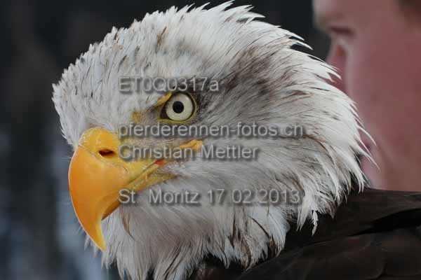 ET0Q0317a prot